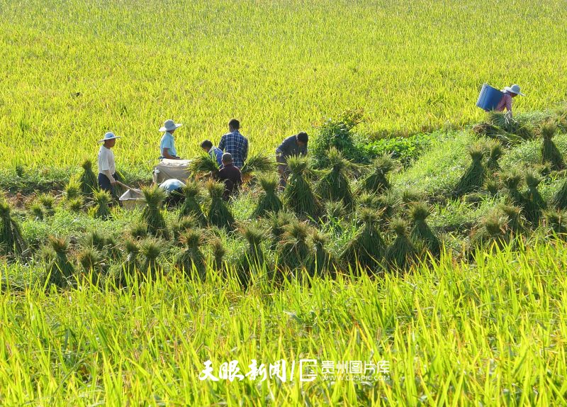 786841-8月14日，在赤水市白云鄉(xiāng)白云村，黨員志愿者和村民搶抓晴好天氣，組織收割，用打谷機(jī)脫粒，確保糧食豐收、顆粒歸倉(cāng)。.jpg