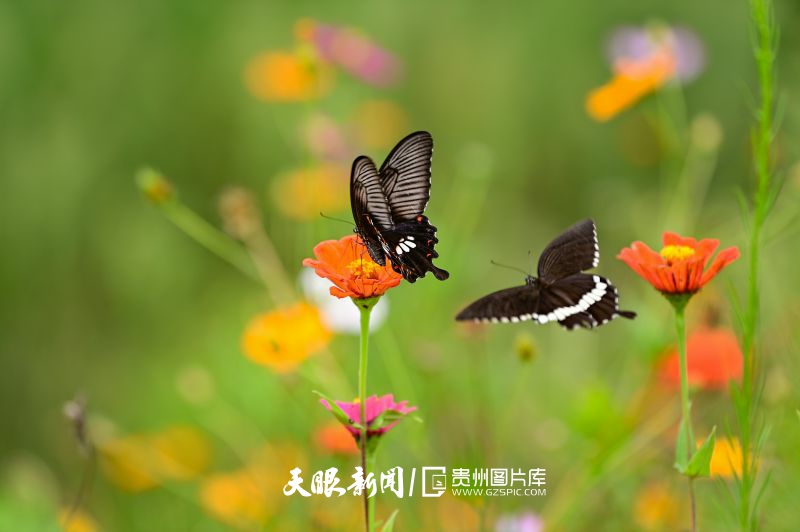 786086-2024年8月11日，在黔西市錦星鎮(zhèn)洪福村一處花叢中，一群蝴蝶翩翩起舞相互追逐嬉戲歇息，構(gòu)成了一幅夏日美景。.jpg